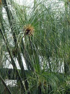 psX(Cyperus papyrus)