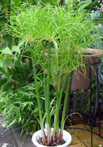 psX␫i(Cyperus papyrus cv. 'Nanus')