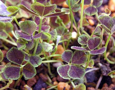 NocNT(Trifolium repens var. nigricans)