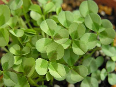 VcNTEeBgx[(Trifolium repens cv. 'Tint Veil')