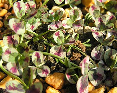 n[NC[(Trifolium repens cv. 'Harlequin')