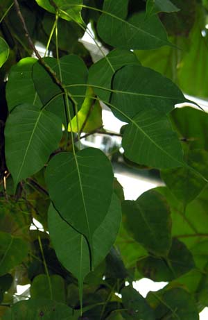 Ch{_CW(Ficus religiosa)