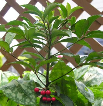 }E(Ardisia crenata)