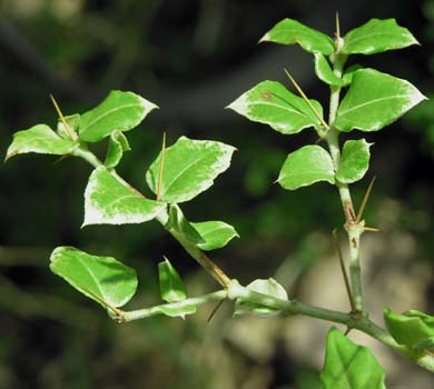 AhIV(Damnacanthus indicus)