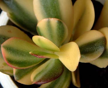 ̊(Crassula portulacea cv. )