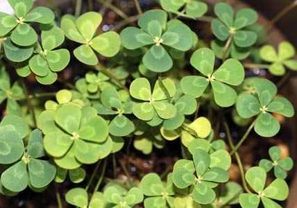 fW\Ë(Marsilea mutica)