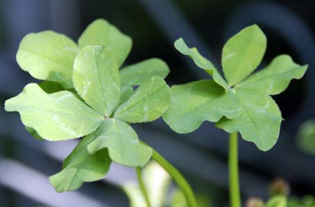 VcNTEtn5t(Trifolium repens cv. multifoliolum)