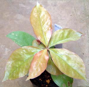 NL(Pereskia aculeata)