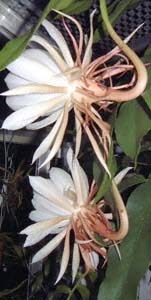 l(QbJrWAEpiphyllum oxypetalum)