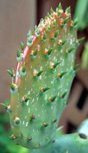 Iv`A(䋾AOpuntia robusta)