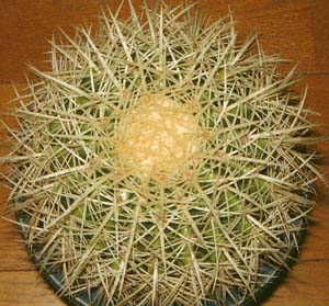 (LV`AEchinocactus grusonii)