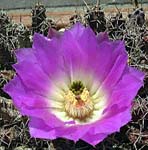 rJJN(Echinocereus pentalophus)