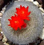 ZbRE(Notocactus haselbergii)