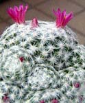 qn{V(Mammillaria humboldtii var. caespitosa)