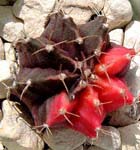 q{^jVL(Gymnocalycium mihanovichii var. friedrichi cv.