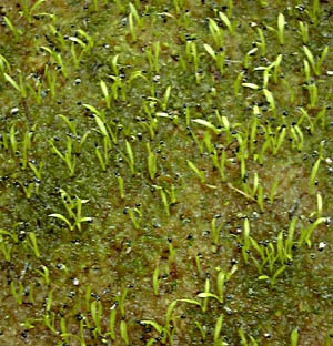 nGWSN(nGg\E)Dionaea muscipulafBIlAEXLv