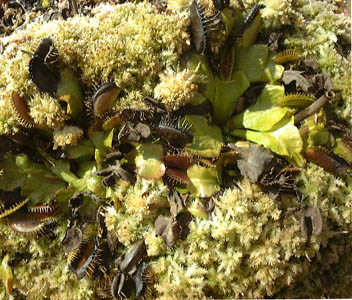 nGWSN(nGg\E)Dionaea muscipulafBIlAEXLv