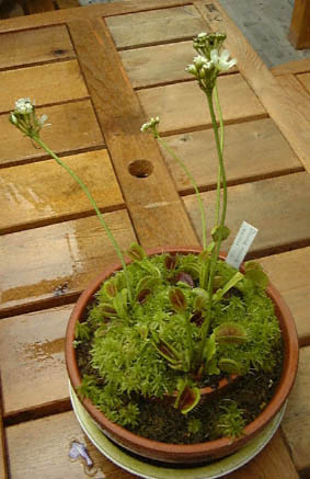 nGWSN(nGg\E)Dionaea muscipulafBIlAEXLv