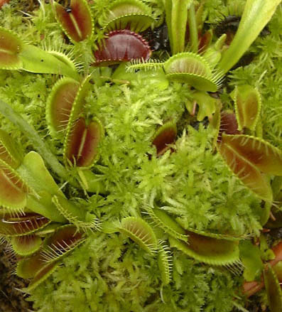 nGWSN(nGg\E)Dionaea muscipulafBIlAEXLv