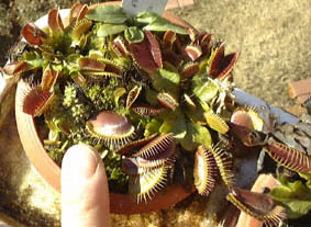 nGWSN(nGg\E)Dionaea muscipulafBIlAEXLv