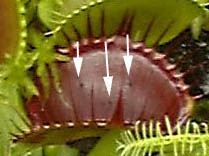 nGWSN(nGg\E)Dionaea muscipulafBIlAEXLv