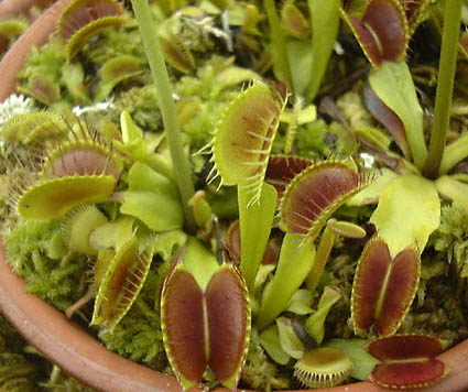 食 虫 植物 コバエ