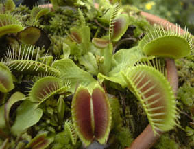 nGWSN(nGg\E)Dionaea muscipulafBIlAEXLv