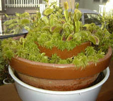 nGWSN(nGg\E)Dionaea muscipulafBIlAEXLv