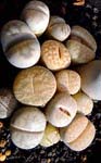 gvX(Lithops sp.)