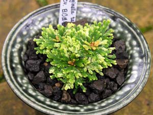 Cqo(<I>Selaginella tamariscina</I>)To(Ђ̂łÂ)