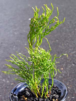 }co(<I>Psilotum nudum</I>)_q(イ)