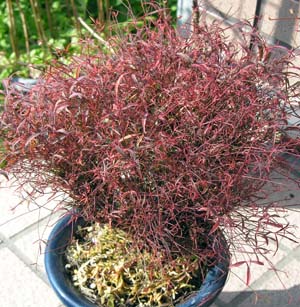 ie(<I>Nandina domestica</I>)ԏk(߂)