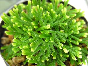 Cqo(<I>Selaginella tamariscina</I>)()