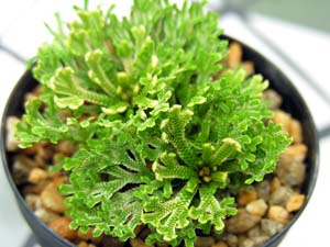 Cqo(<I>Selaginella tamariscina</I>)(ꂢ)