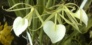 ubT{EmhT(Brassavola nodosa)