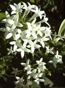 uofBAEMt(Bouvardia longiflora)