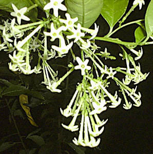 REJ(Cestrum nocturum)