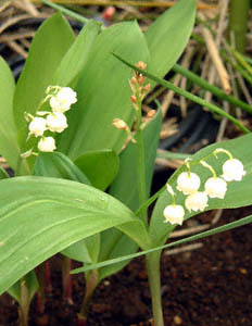 hCcXY(Convallaria majalis)