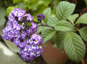 wIg[v(Heliotropium arborescens)