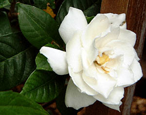 N`iV(Gardenia jasminoides)