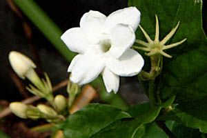 }cJ(Jasminum sambac)