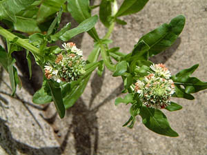 NZC\E(Reseda odorata)