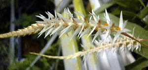 fhLEO}PE(Dendrochilum glumaceum)