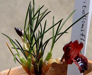}LVAErejt[(Maxillaria vitelliniflora)