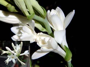 `[x[X(Polianthes tuberosa)