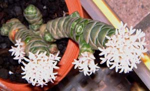 ^}coL(Crassula teres)