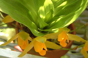 JXeEA}eBJ(Lycaste aromatica)