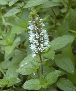 ~g(Mentha sp.)