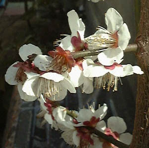 E(Prunus mume)