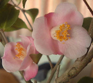 qTUJ(Camellia luchuensis cvs.)